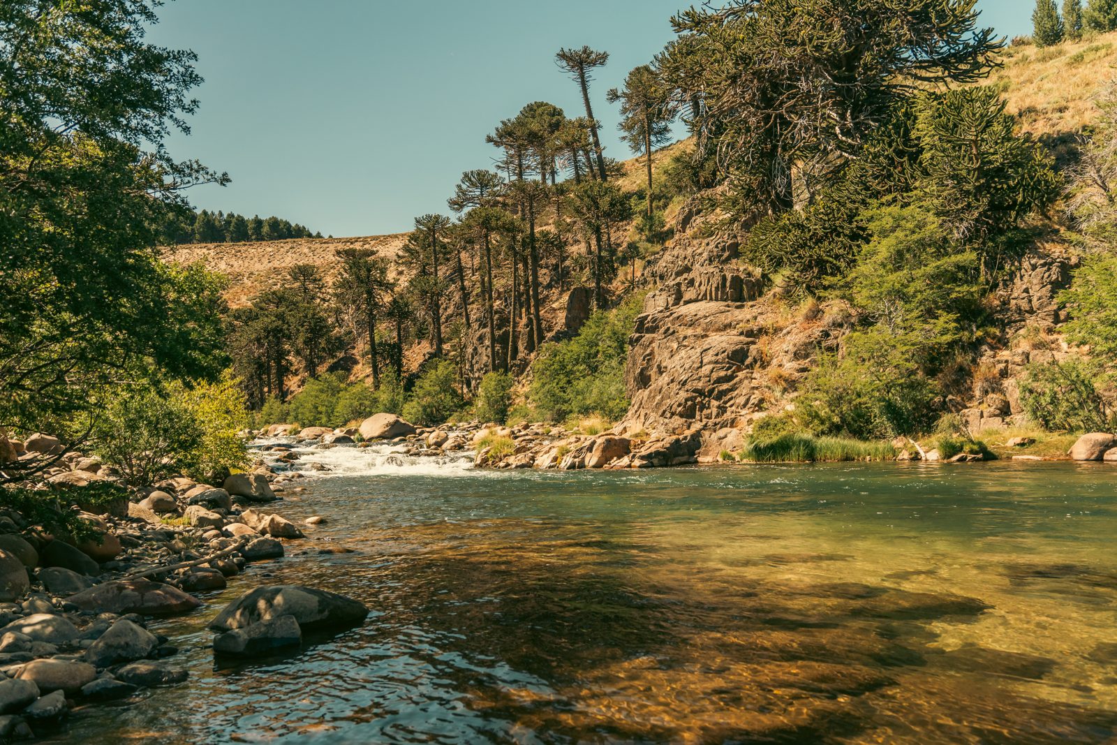 Rivière bordée d'araucarias