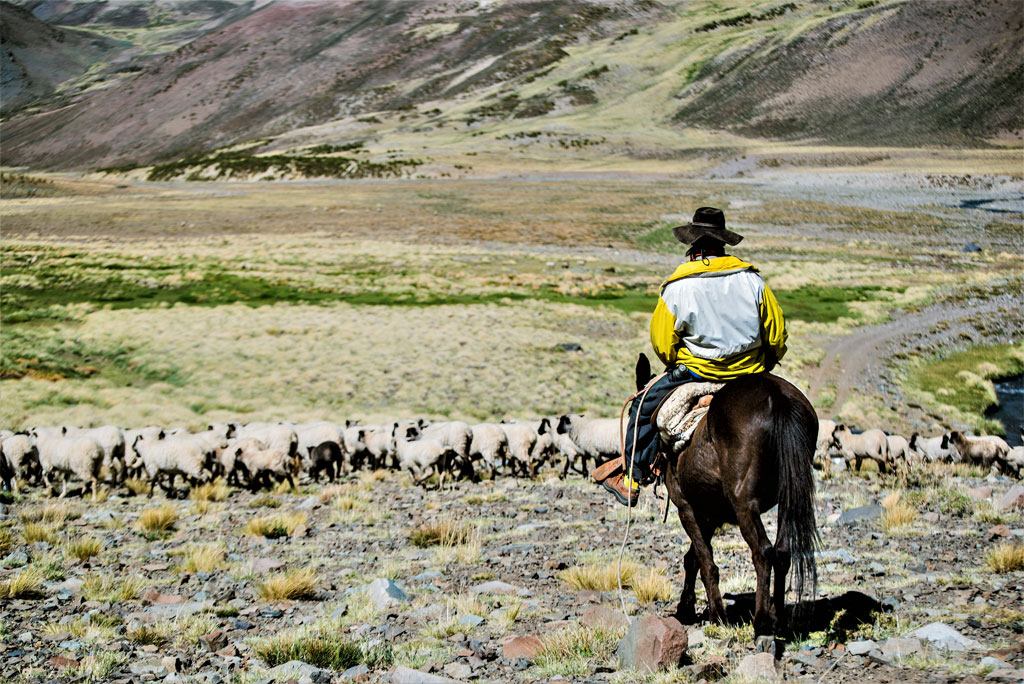 Un Gaucho, le cow-boy argentin, profitant de l'immensité de la Patagonie pour faire paître son cheptel. 