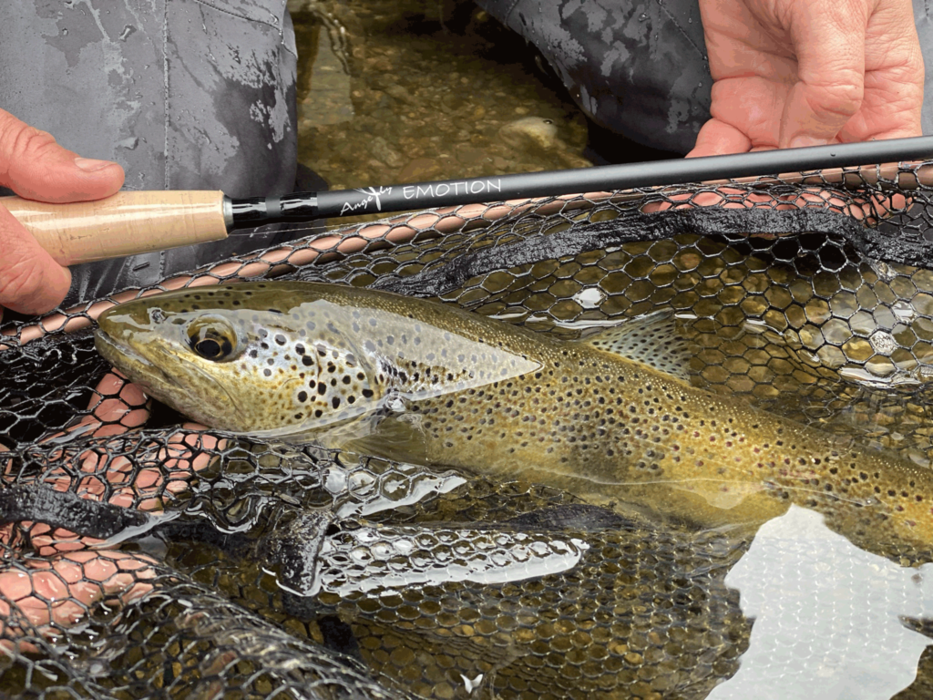 Plus belle truite du stage de pêche à la mouche sur l'Orb