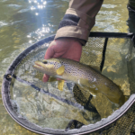 Un beau poisson de l'Orb