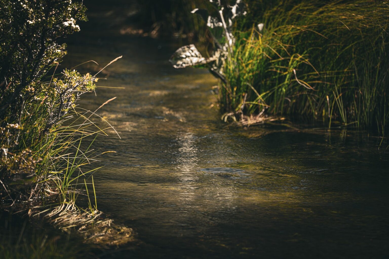 Rivière sauvage du Nord de la Patagonie