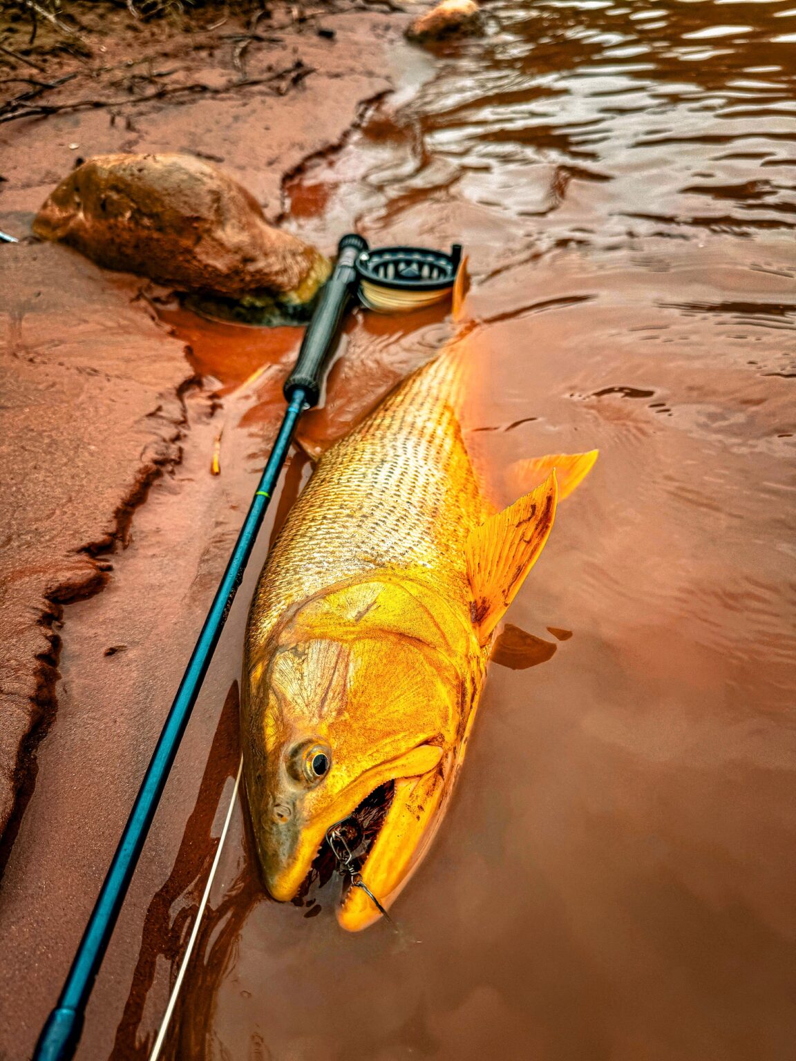 Dorado sorti de l'eau dans le Nord argentin