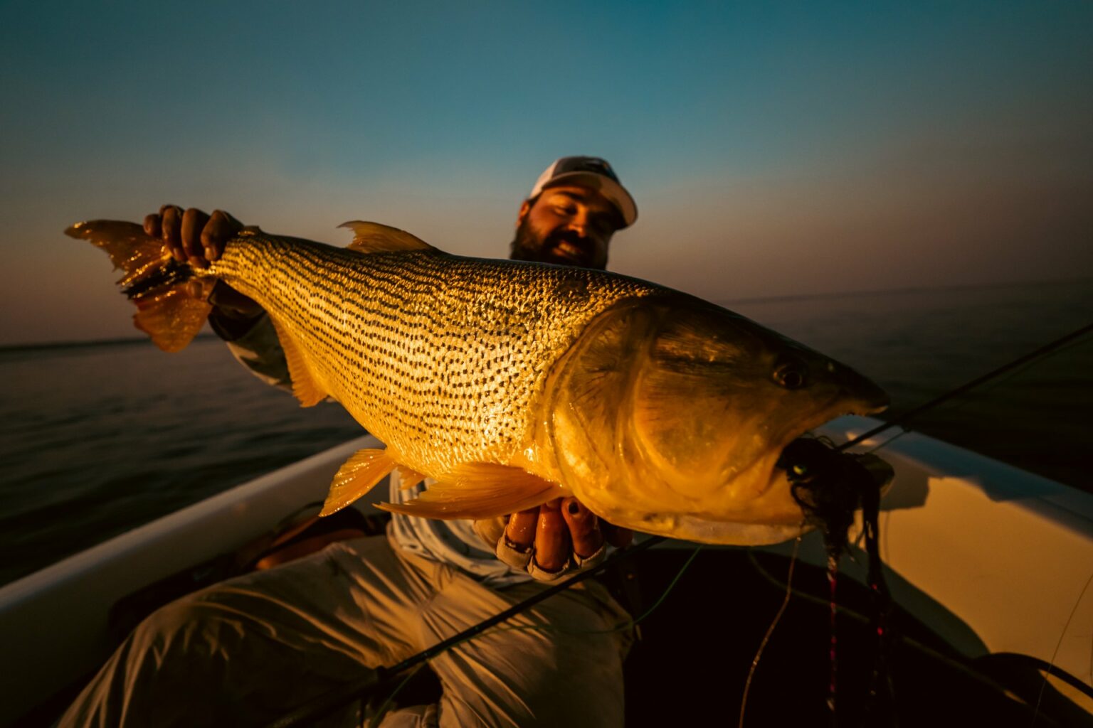 Angler holding a large golden dorado at sunset, Corrientes, Argentina