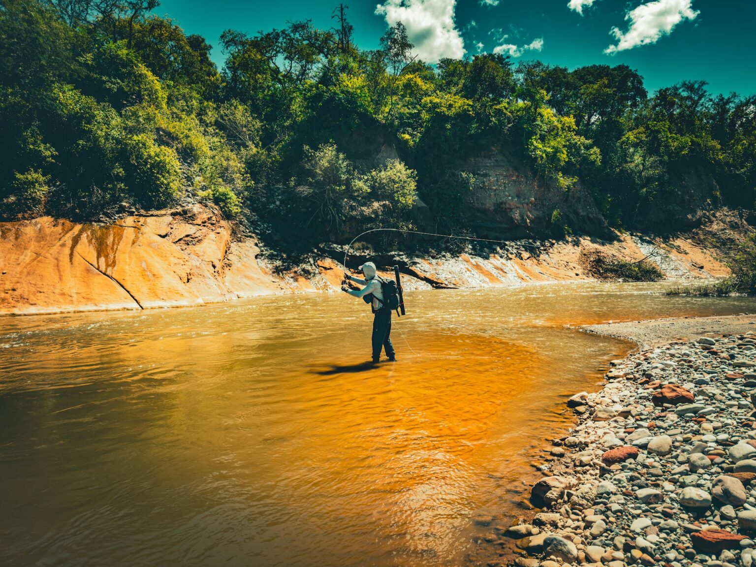 Salminus brasiliensis, le dorado
