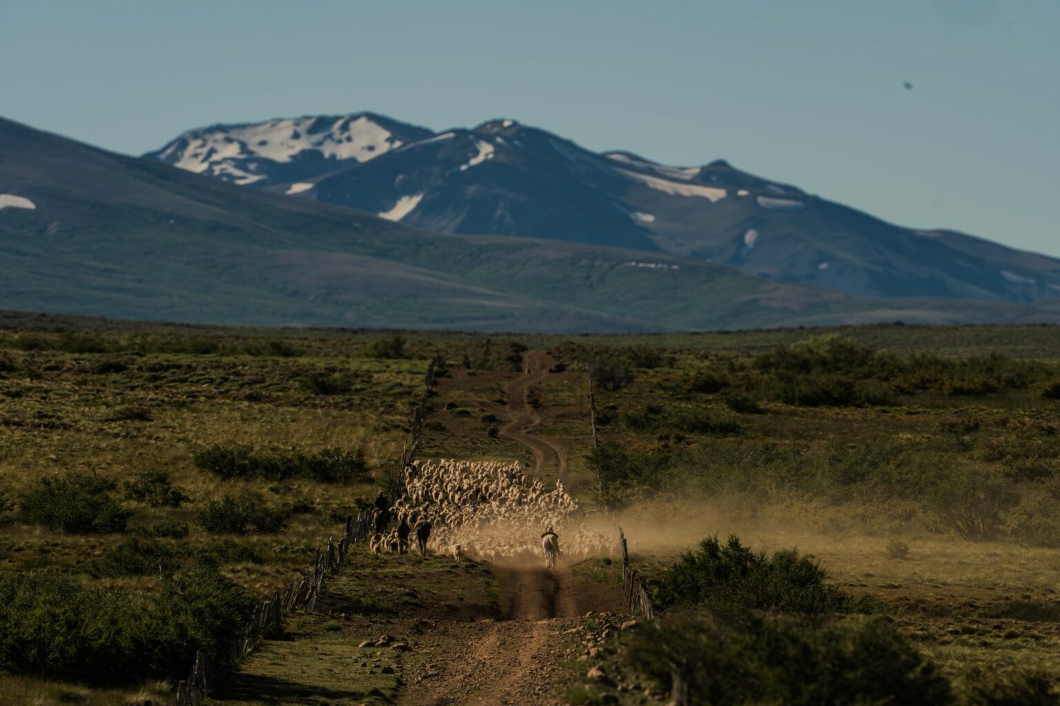 Troupeau en transhumance sur une piste du Nord Neuquén, sommets enneigés au fond