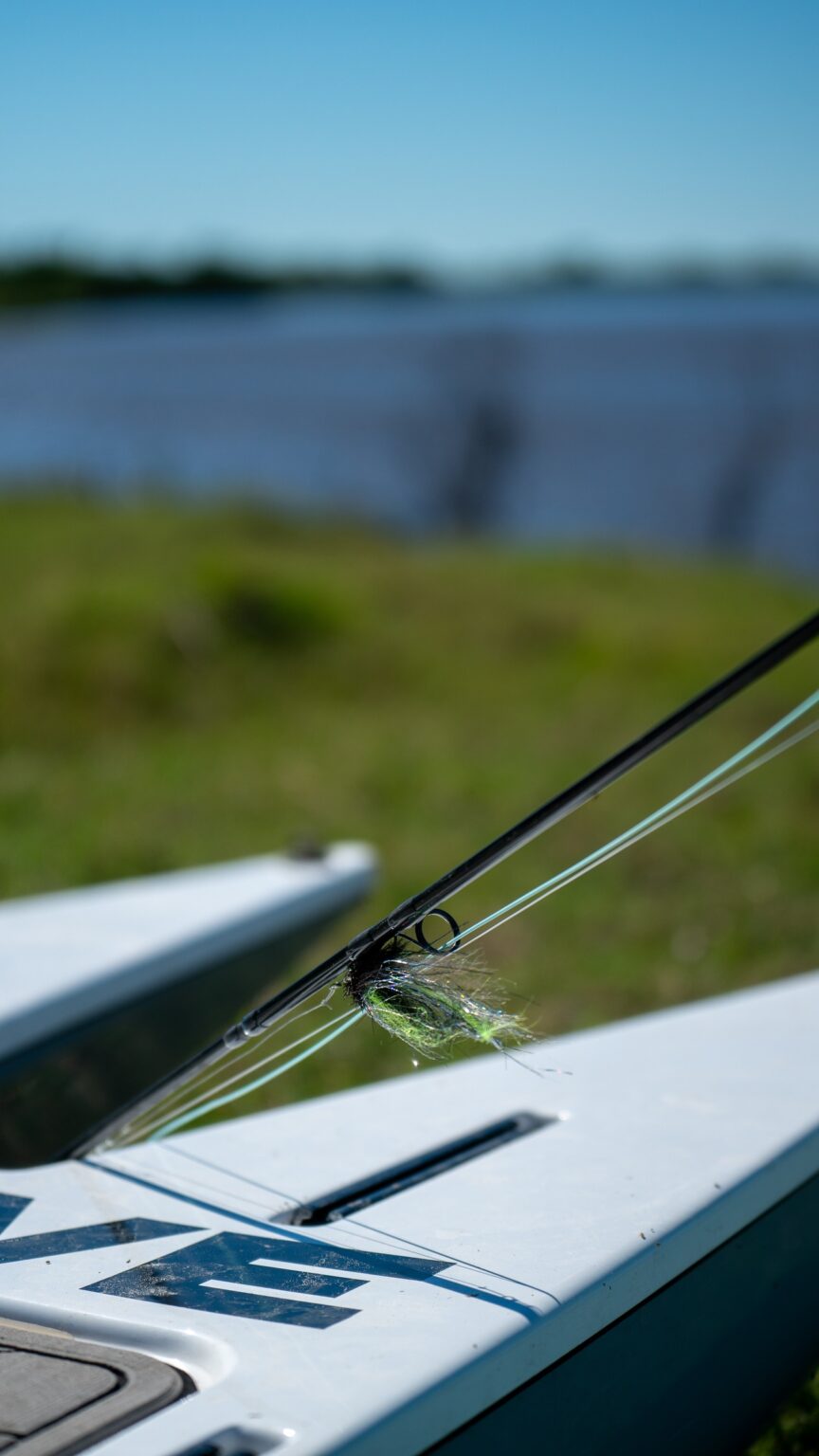 Golden dorado caught on the fly on the Corriente River, Argentina
